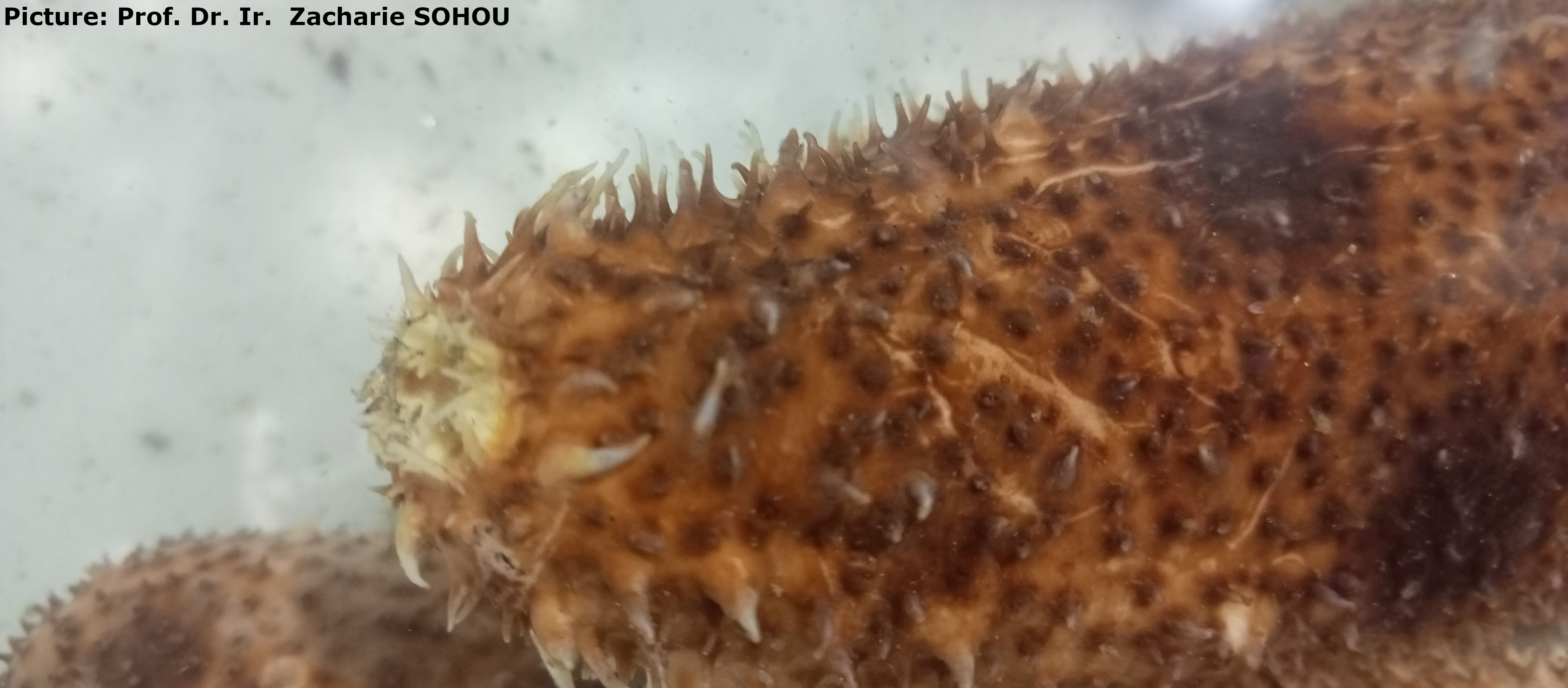 Holothuria (Vaneyothuria) lentiginosa von Marenzeller, 1892 - 1.jpg