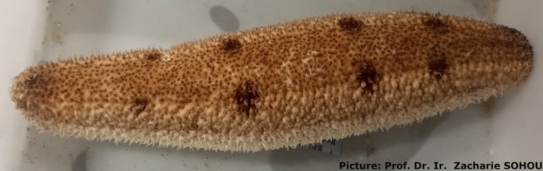 Holothuria (Vaneyothuria) lentiginosa von Marenzeller, 1892 - 2.jpg