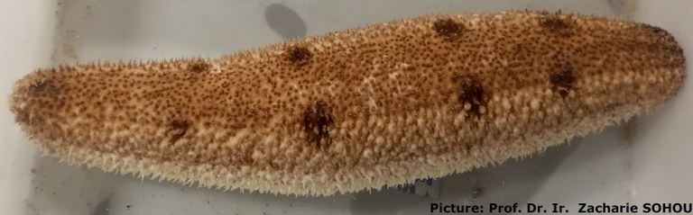 Holothuria (Vaneyothuria) lentiginosa von Marenzeller, 1892 - 3.jpg