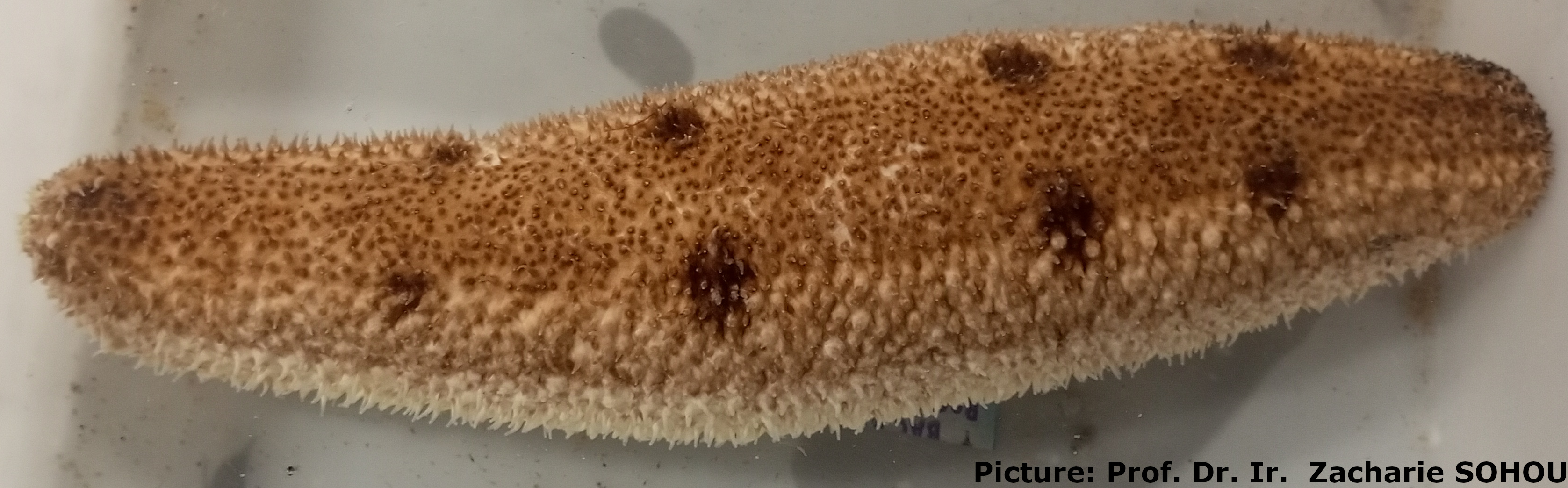 Holothuria (Vaneyothuria) lentiginosa von Marenzeller, 1892 - 3.jpg