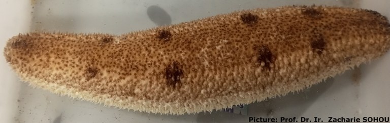 Holothuria (Vaneyothuria) lentiginosa von Marenzeller, 1892 - 4.jpg