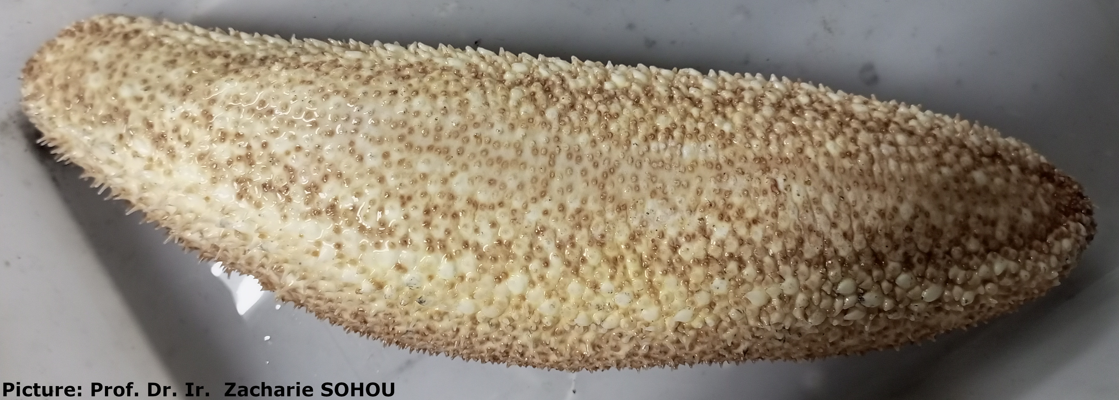 Holothuria (Vaneyothuria) lentiginosa von Marenzeller, 1892 - 5.jpg