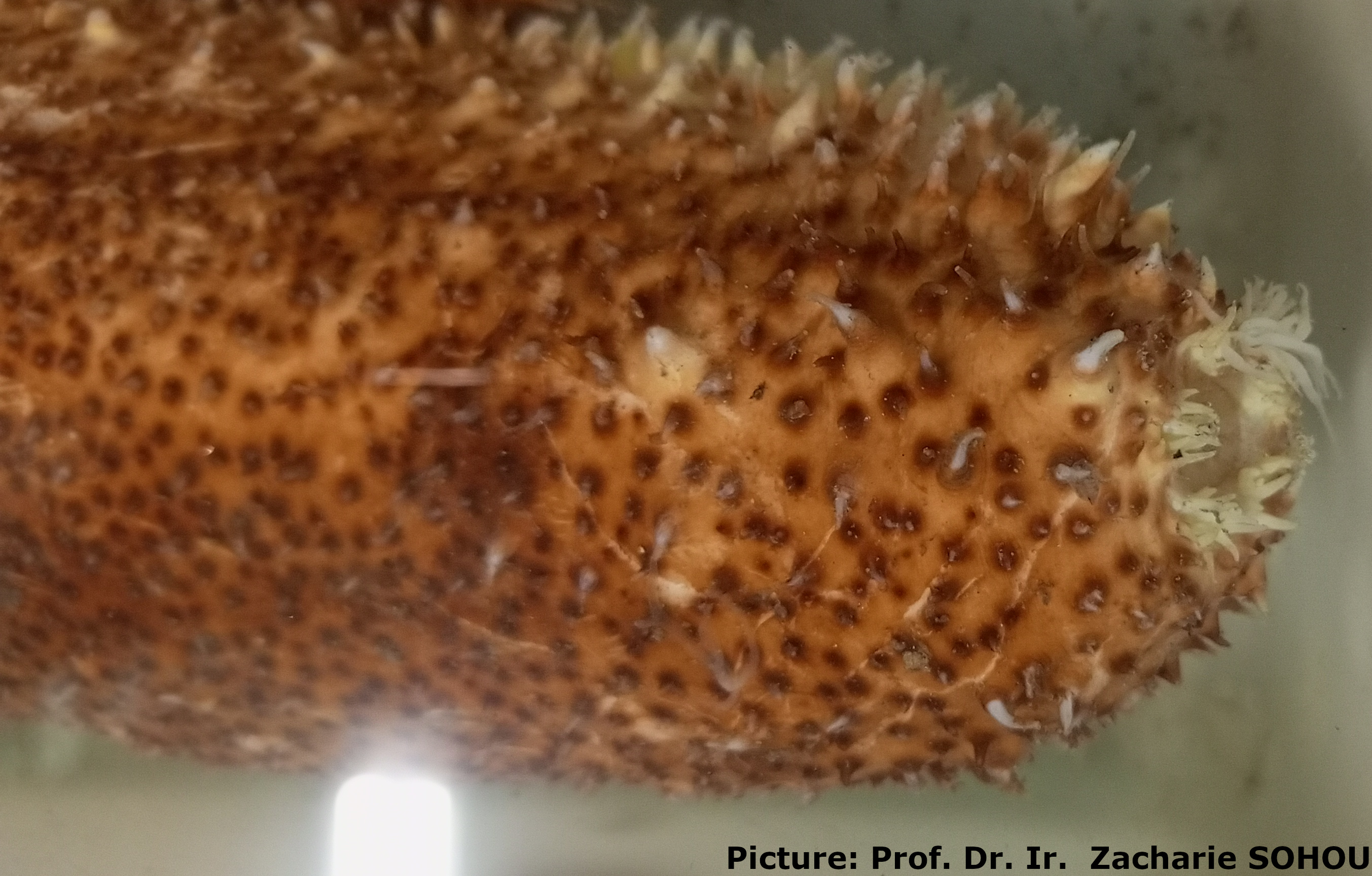 Holothuria (Vaneyothuria) lentiginosa von Marenzeller, 1892.jpg