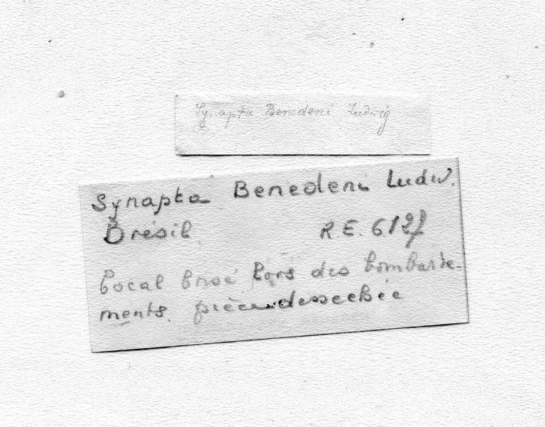 BE-RBINS-INV-ULG-RE-6127-Synapta-benedeni-label.jpg