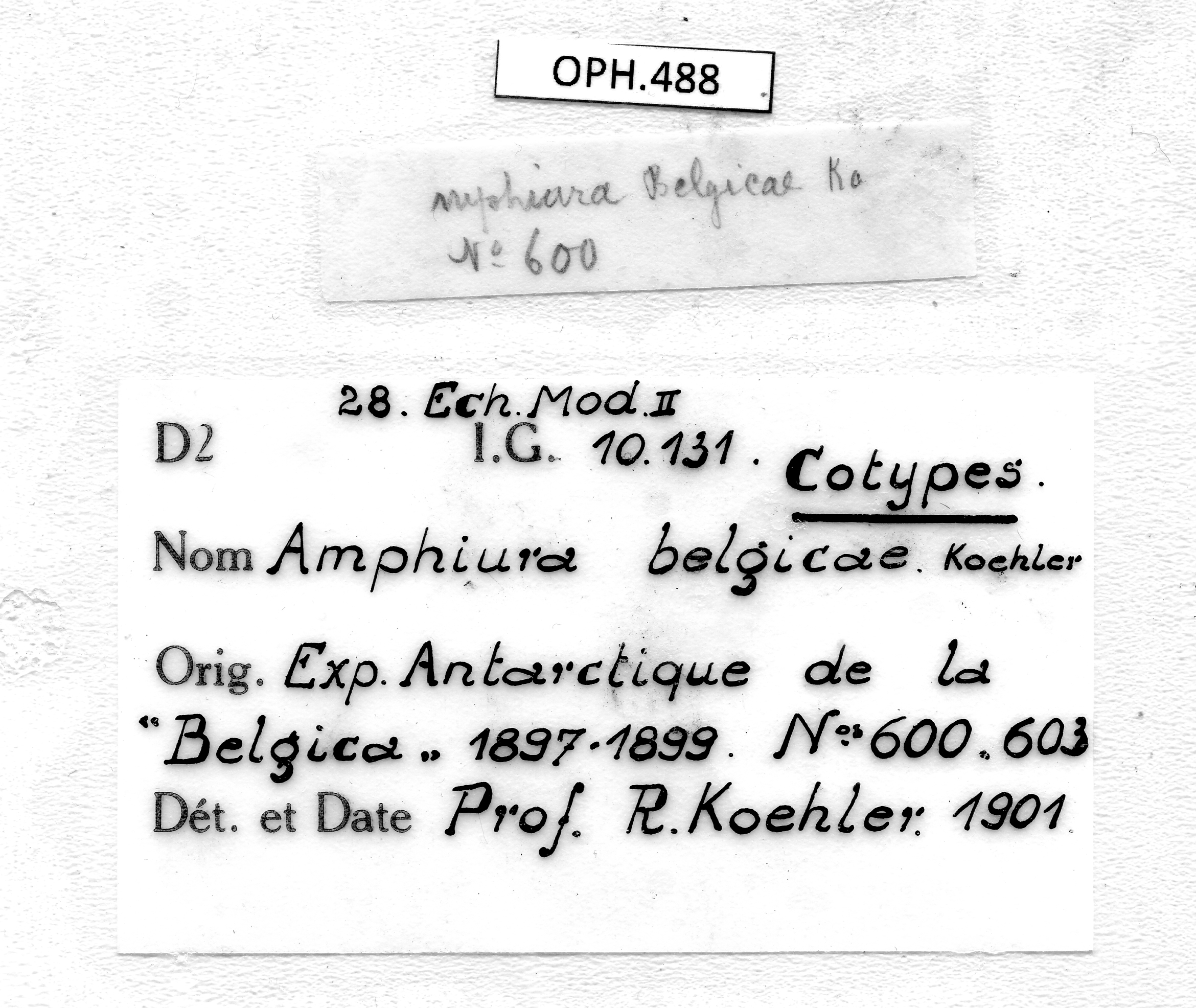 BE-RBINS-INV SYNTYPE OPH.488 Amphiura belgicae Labels.jpg