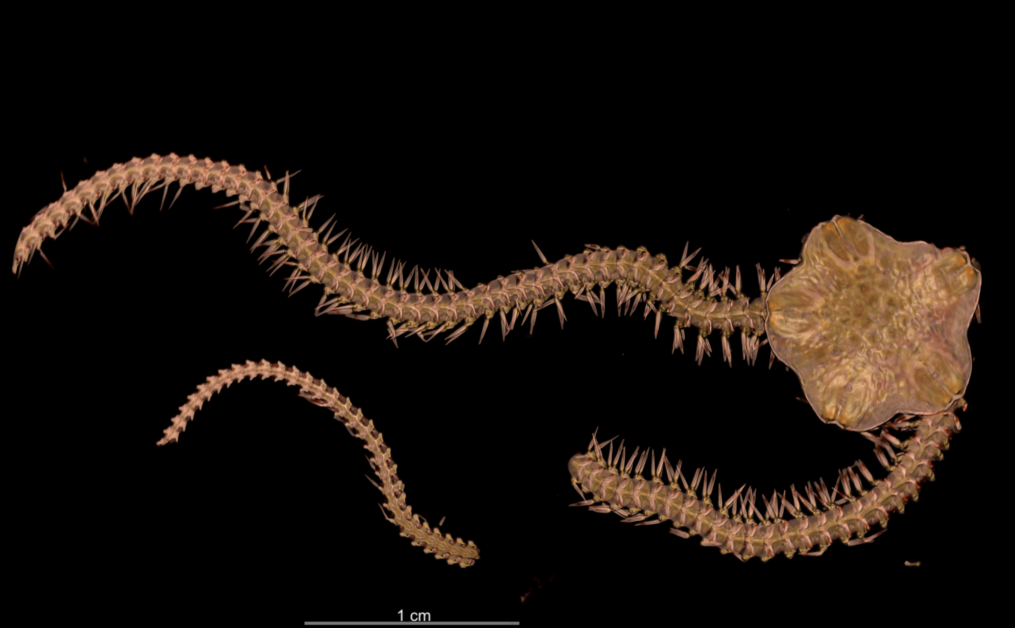 BE-RBINS-INV OPH.119 Holotype Amphiura caparti dorsal.jpg