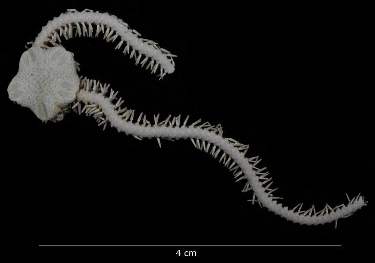 BE-RBINS-INV OPH.119 Holotype Amphiura caparti dorsal habitus.jpg