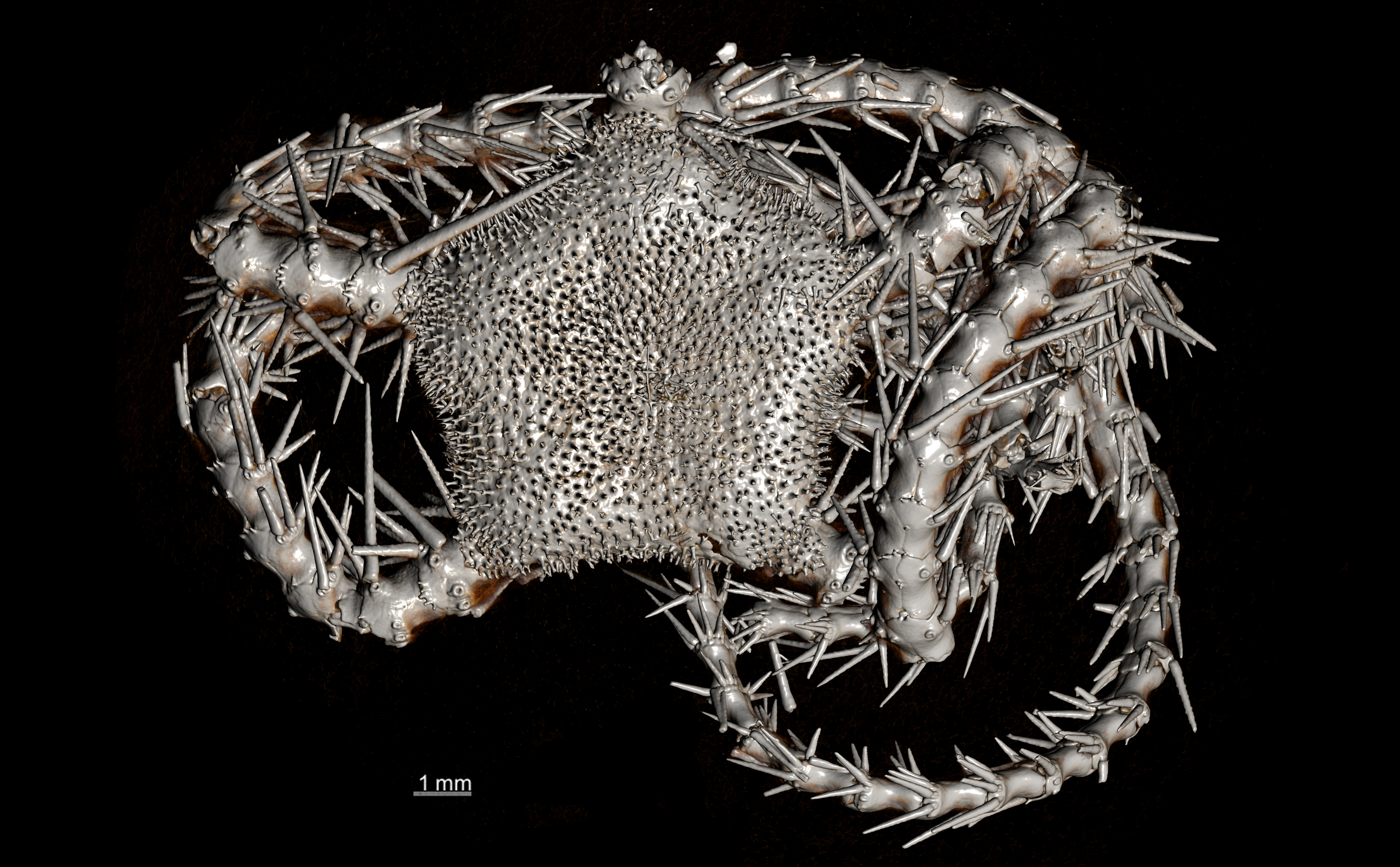 BE-RBINS-INV LECTOTYPE OPH.498 Ophiacantha antarctica HABITUS.jpg