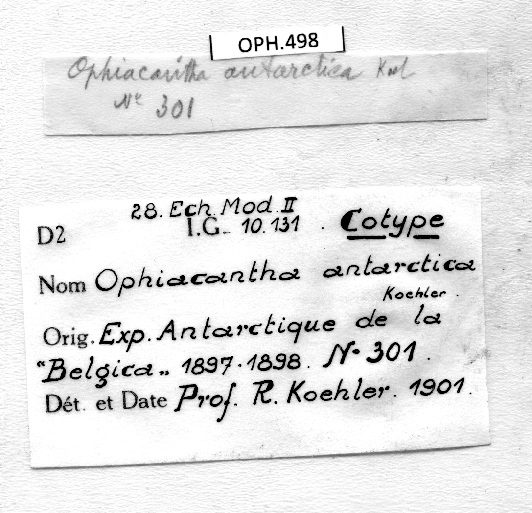 BE-RBINS-INV LECTOTYPE OPH.498 Ophiacantha antarctica LABELS.jpg