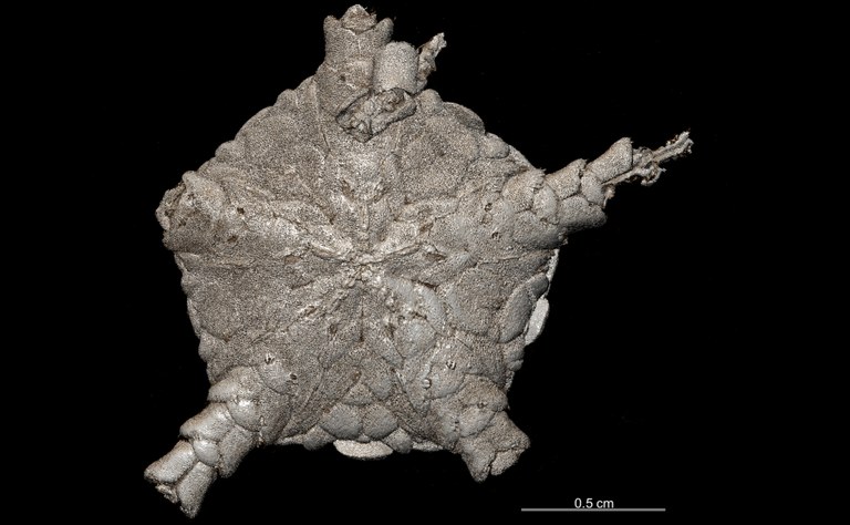 BE-RBINS-INV SYNTYPE OPH.513 Ophioglypha frigida VENTRAL.jpg