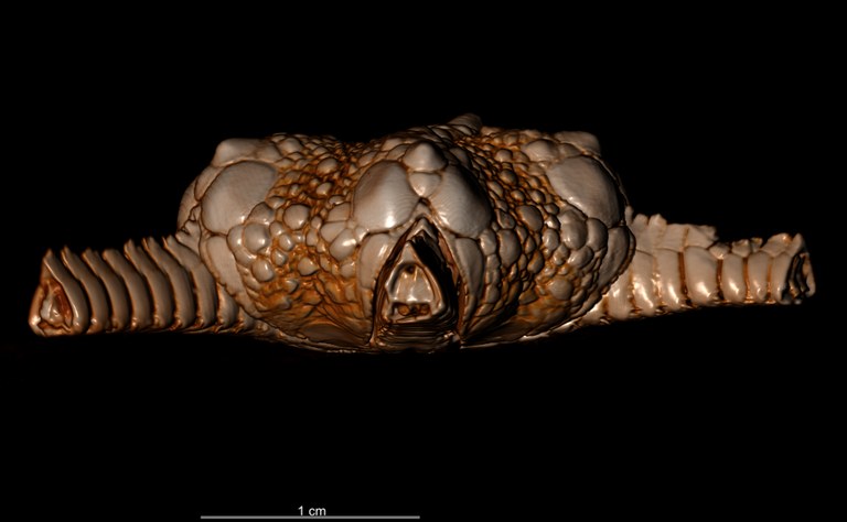 BE-RBINS-INV HOLOTYPE OPH.151 Ophioglypha carinifera LATERAL.jpg