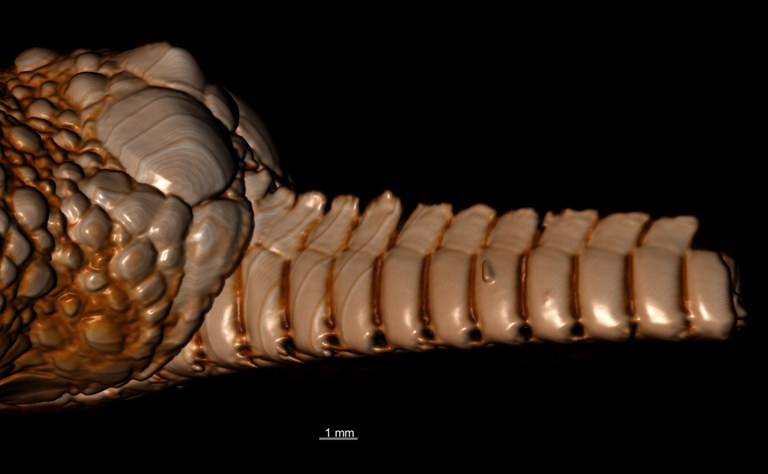 BE-RBINS-INV HOLOTYPE OPH.151 Ophioglypha carinifera ARM LATERAL.jpg
