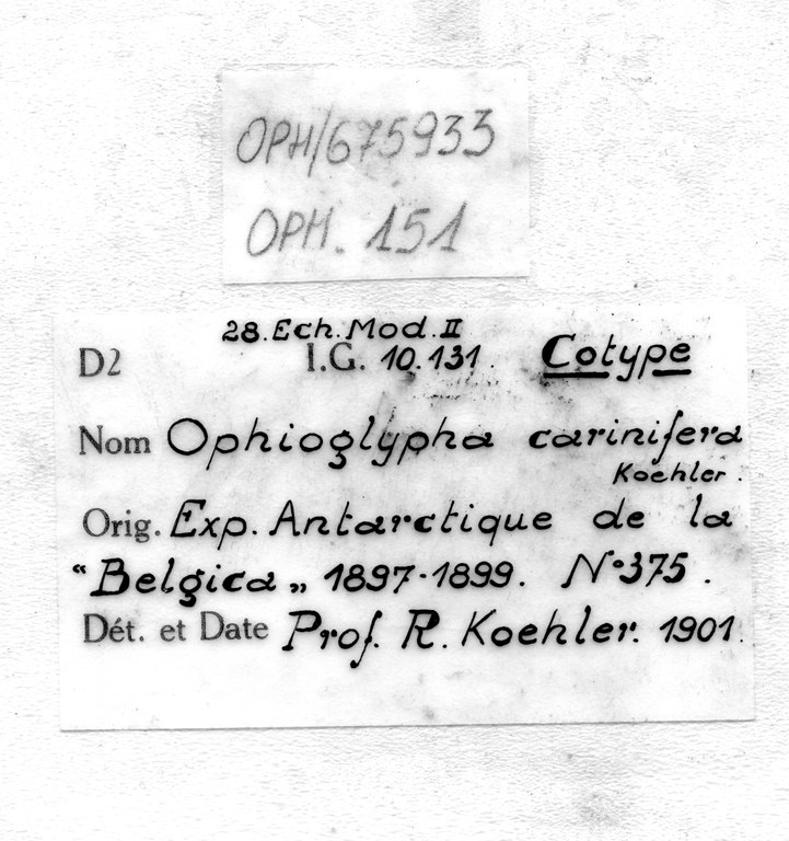 BE-RBINS-INV HOLOTYPE OPH.151 Ophioglypha carinifera LABELS.jpg
