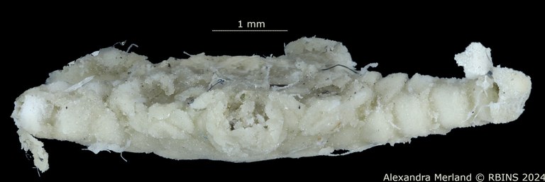 BE-RBINS-INV-MT-517-Ophioglypha-gelida-ct-L.jpg