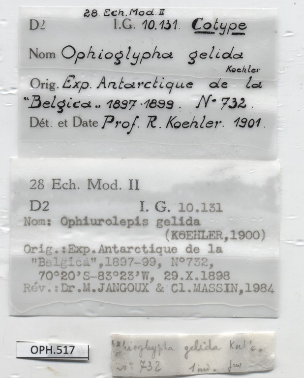 BE-RBINS-INV-MT-517-Ophioglypha-gelida-ct-label.jpg