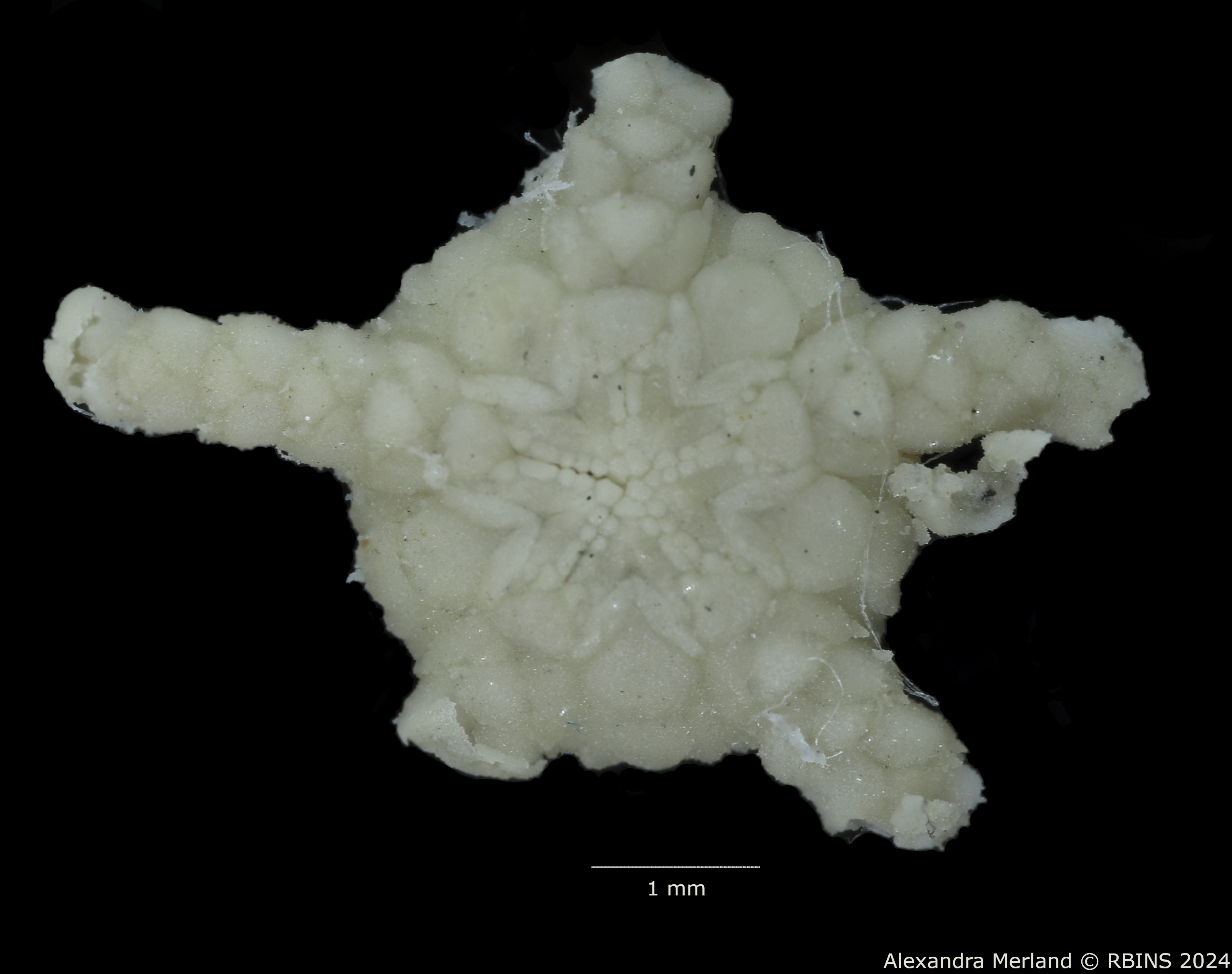 BE-RBINS-INV-MT-517-Ophioglypha-gelida-ct-V.jpg