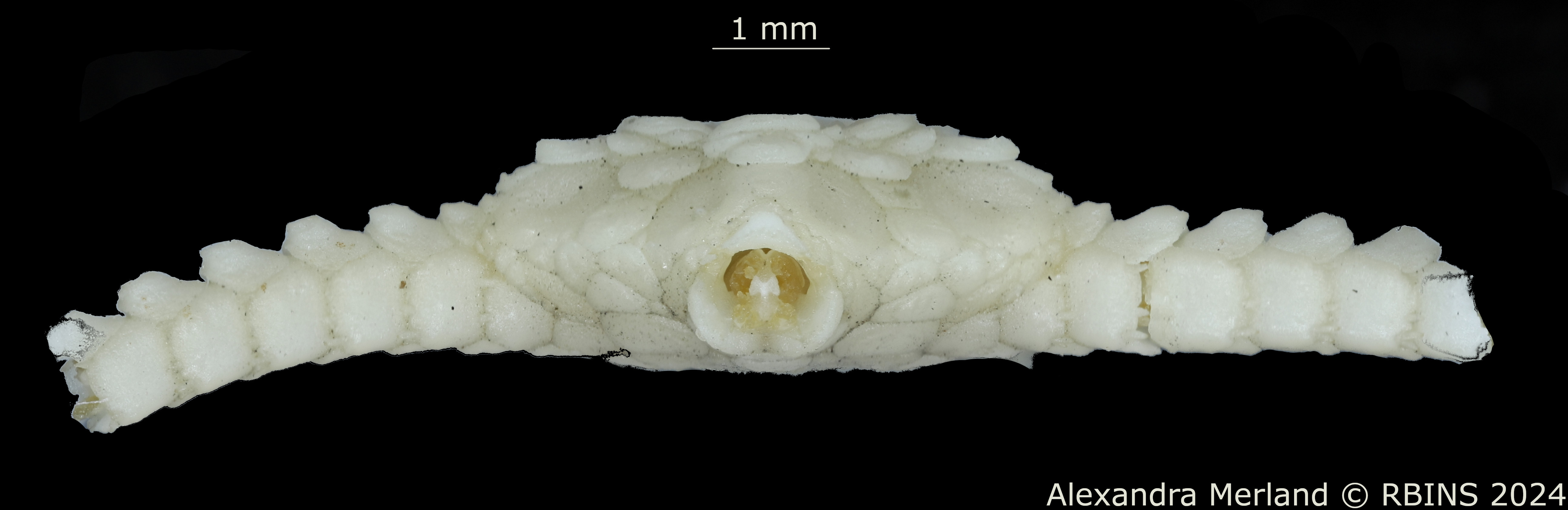 BE-RBINS-INV-OPH-518-Ophioglypha-gelida-ct-L.jpg