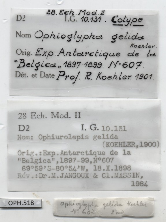 BE-RBINS-INV-OPH-518-Ophioglypha-gelida-ct-label.jpg