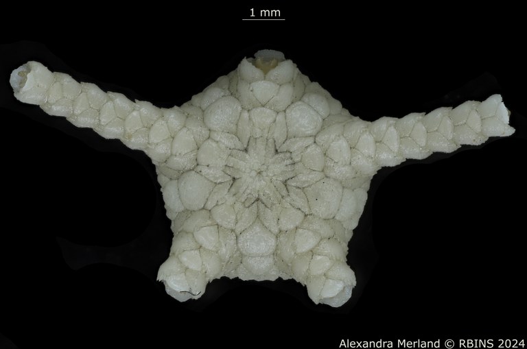 BE-RBINS-INV-OPH-518-Ophioglypha-gelida-ct-V.jpg