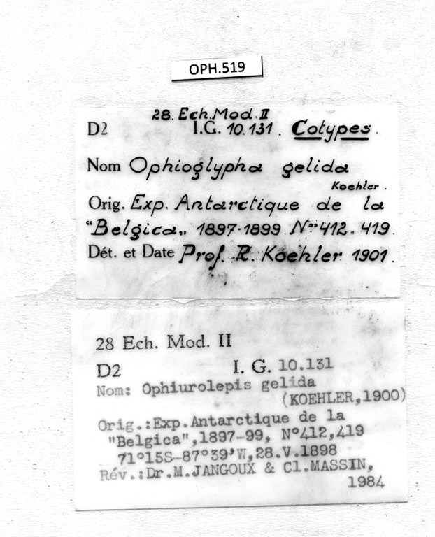 BE-RBINS-INV LECTOTYPE OPH.519 Ophioglypha gelida LABELS.jpg