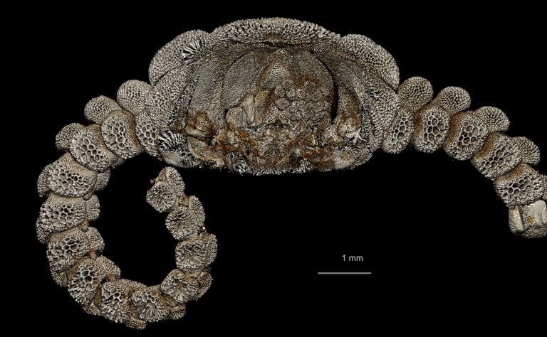 BE-RBINS-INV HOLOTYPE OPH.141 Ophiomastus ludwigi LATERAL SECTION.jpg