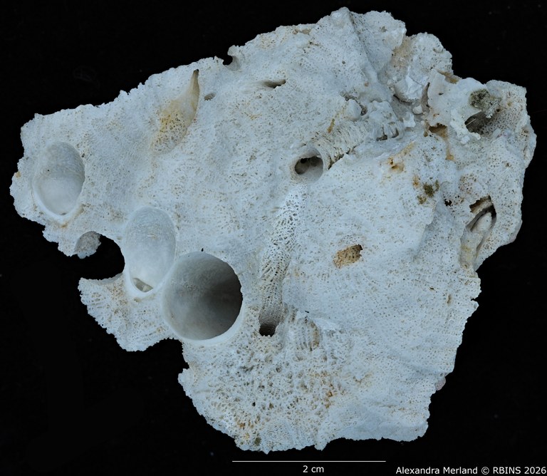 BE-RBINS-INV-INV-182583-Calathiscus-tantillus-pt 2.jpg