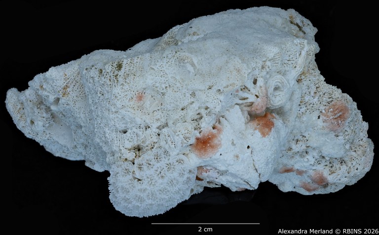 BE-RBINS-INV-INV-182583-Calathiscus-tantillus-pt 3.jpg