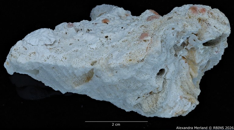 BE-RBINS-INV-INV-182583-Calathiscus-tantillus-pt 4.jpg