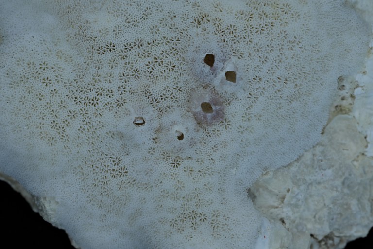 BE-RBINS-INV-INV-182582-Porites-decasepta-pt 2.jpg