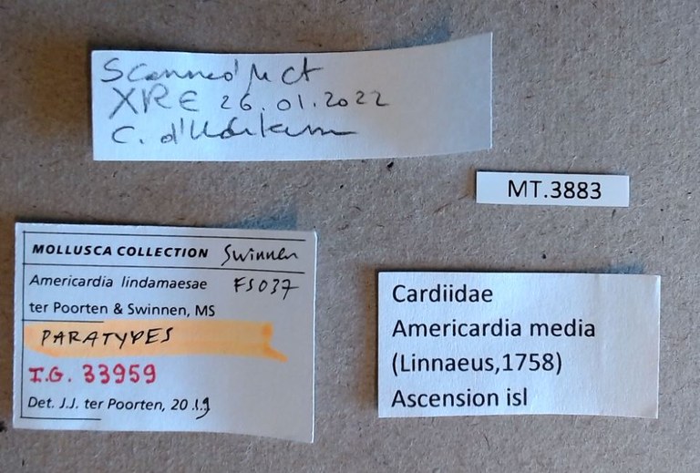 MT 3883 Americardia lindamaesae Labels