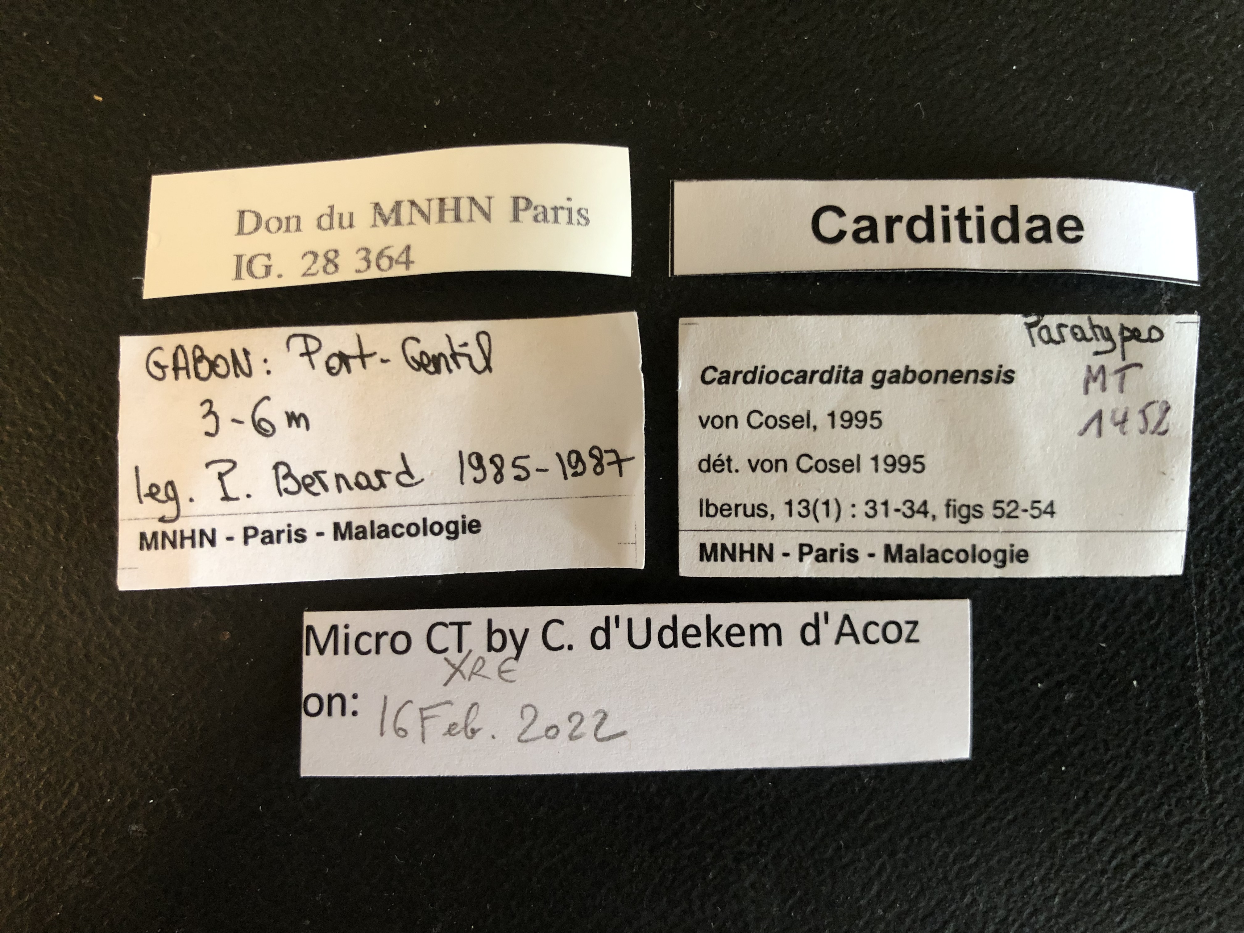 MT 1452 Cardiocardita gabonensis Labels