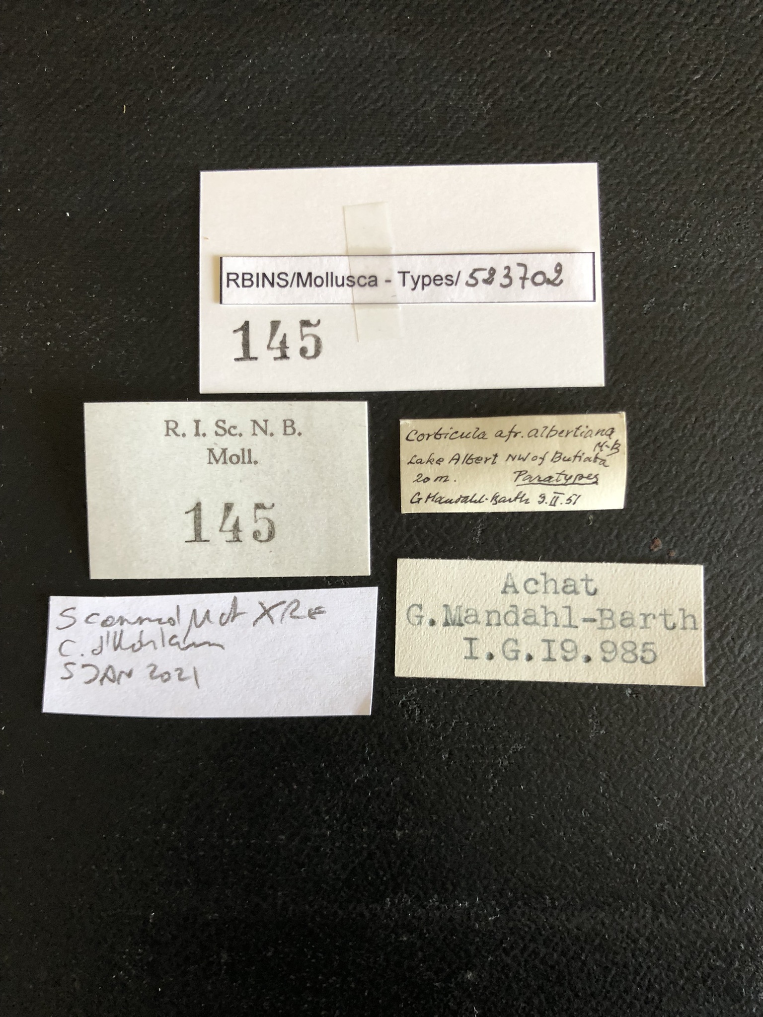 BE-RBINS-INV TYPE MT 145 Corbicula africana albertiana LABELS.jpg