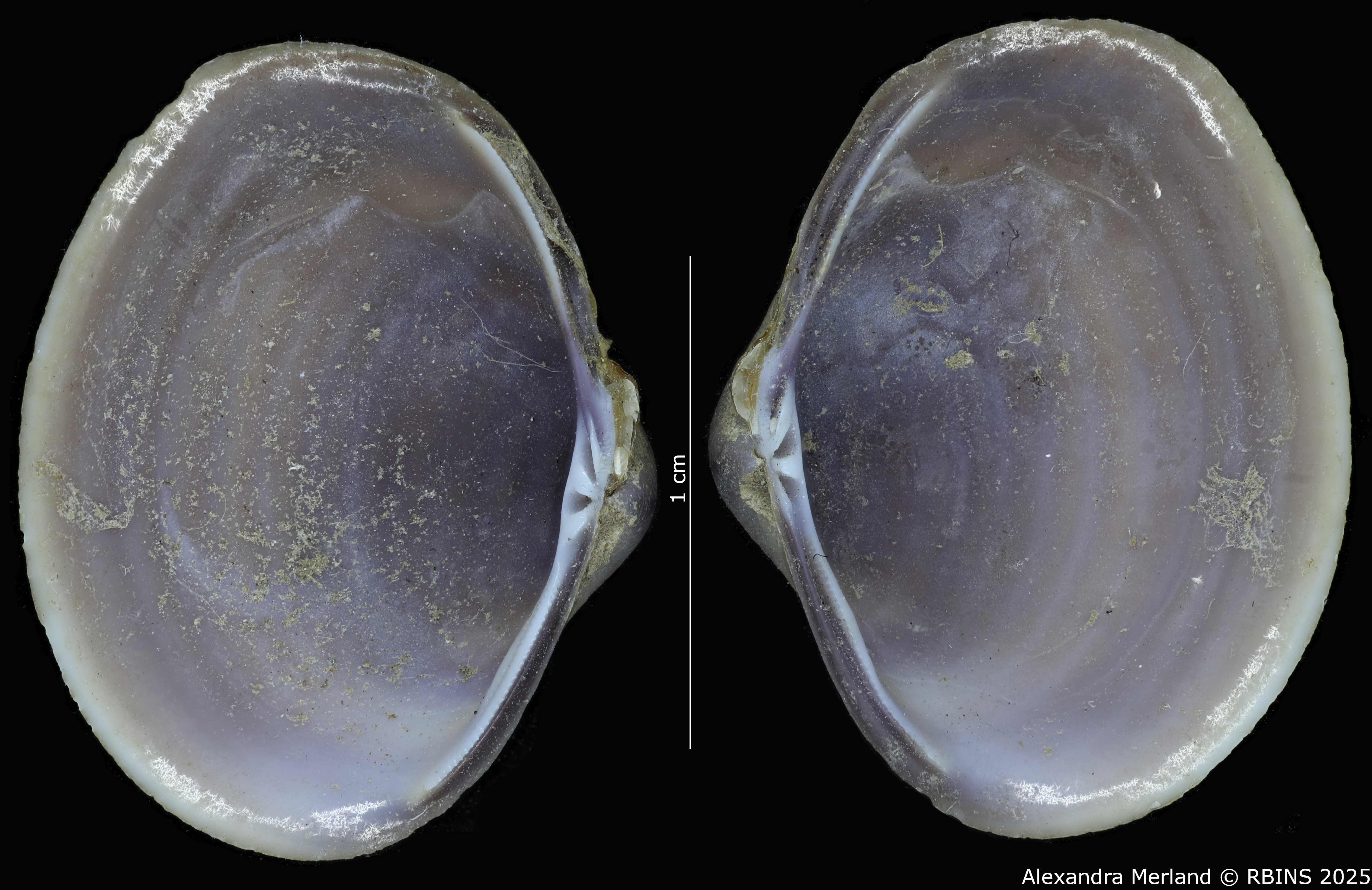 BE-RBINS-INV-MT-4002-Corbicula-cumingii-notata-st-V.jpg