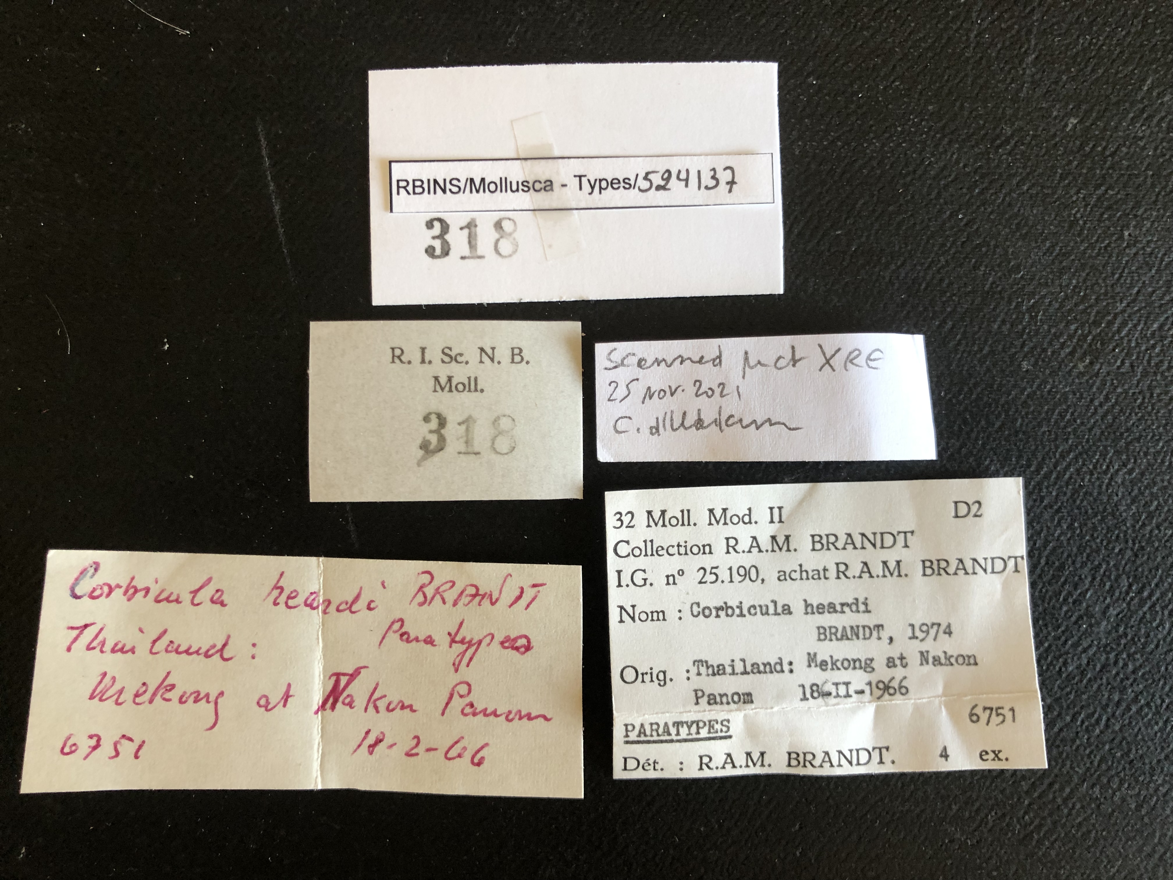 BE-RBINS-INV TYPE MT 318 Corbicula heardi LABELS.jpg
