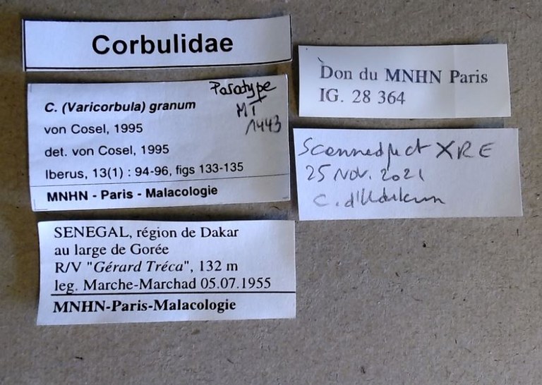 MT 1443 Corbula (Varicorbula) granum Labels
