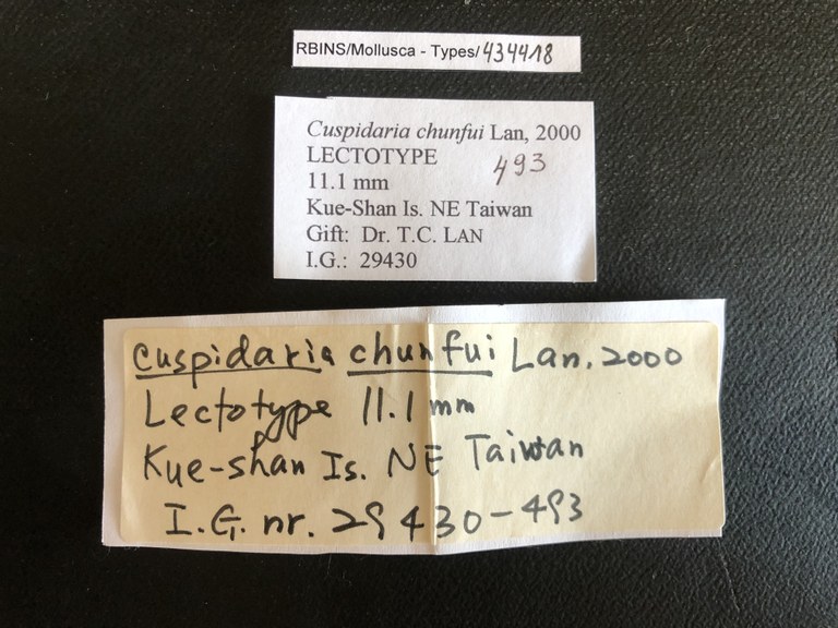 MT 493 Cuspidaria chunfui Labels
