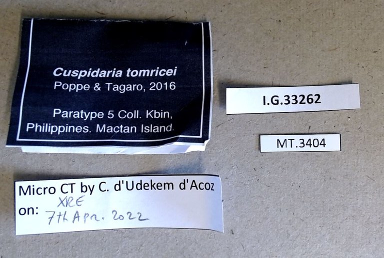 MT 3404 Cuspidaria tomricei Labels