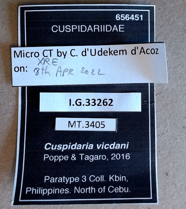 MT 3405 Cuspidaria vicdani Labels
