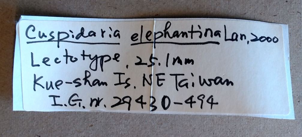 MT 494 Cuspidaria elephantina Labels