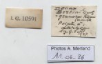BE-RBINS-INV-MT-4695-Donax-bertini-lt-label.jpg