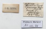 BE-RBINS-INV-MT-4695-Donax-bertini-lt-label.jpg