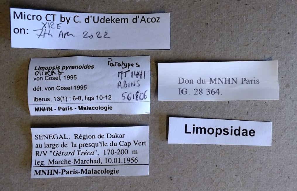 MT 1441 Limopsis pyrenoides Labels