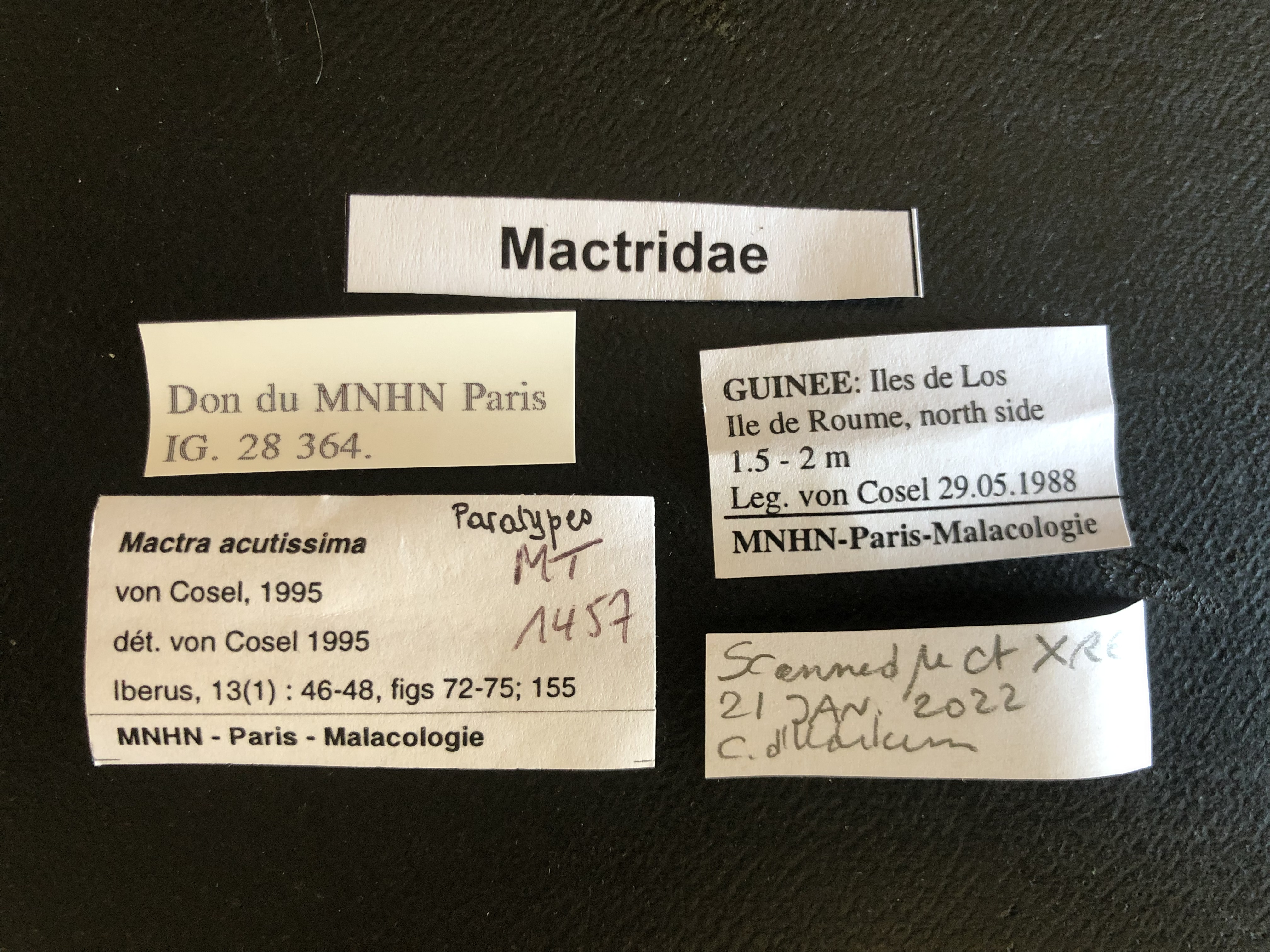 MT 1457 Mactra acutissima Labels