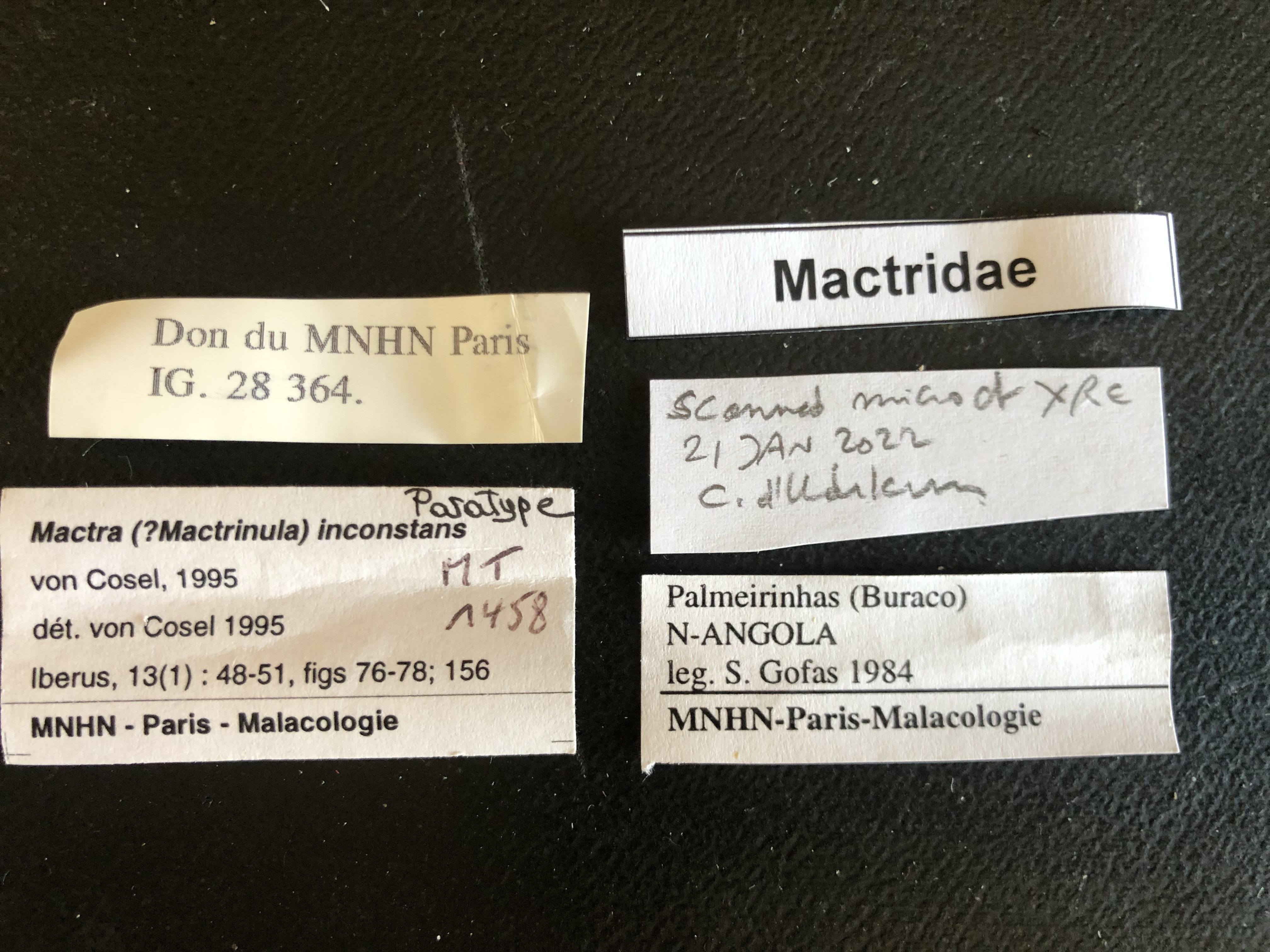 MT 1458 Mactra (? Mactrinula) inconstans Labels