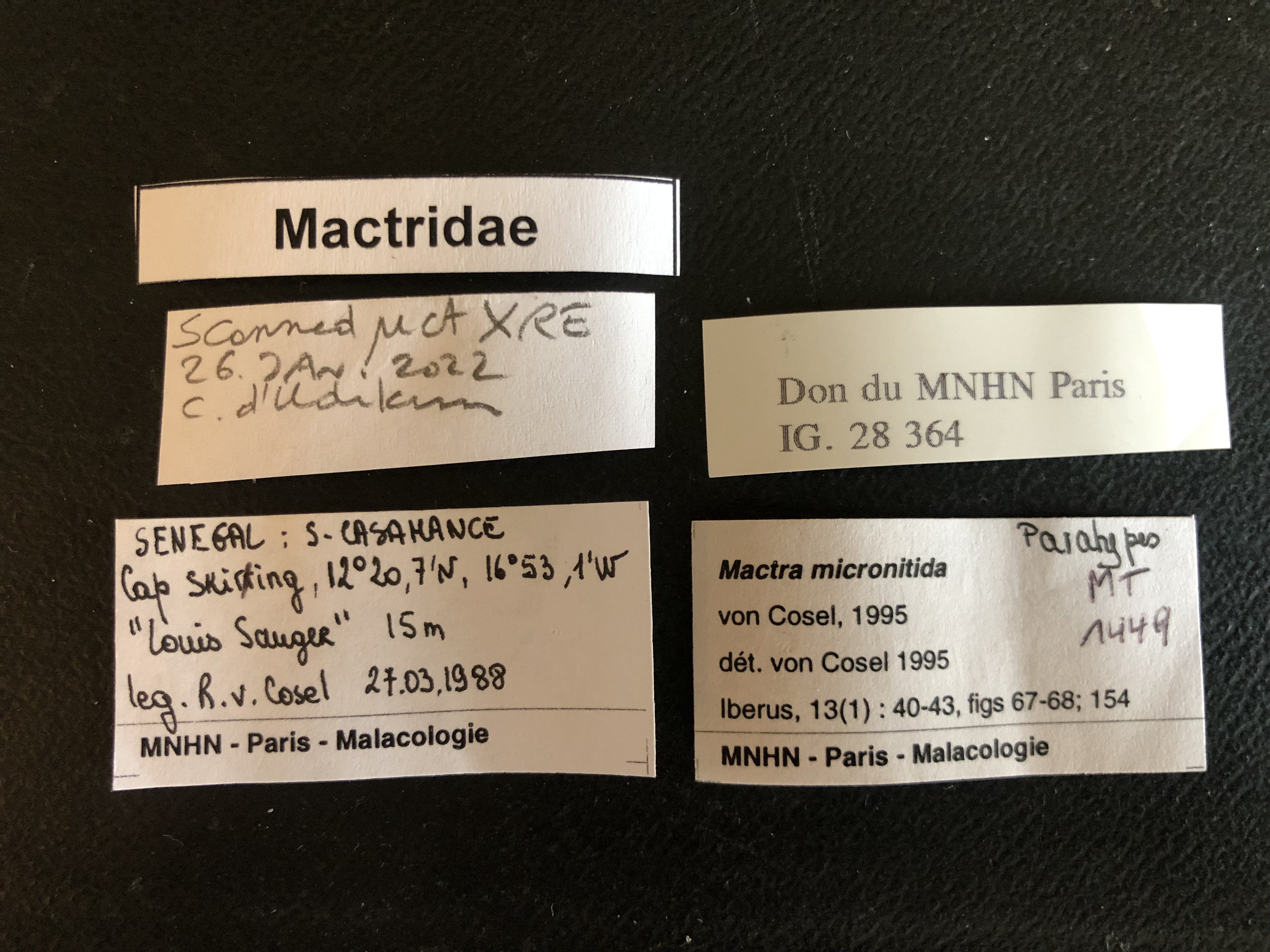 MT 1449 Mactra micronitida Labels