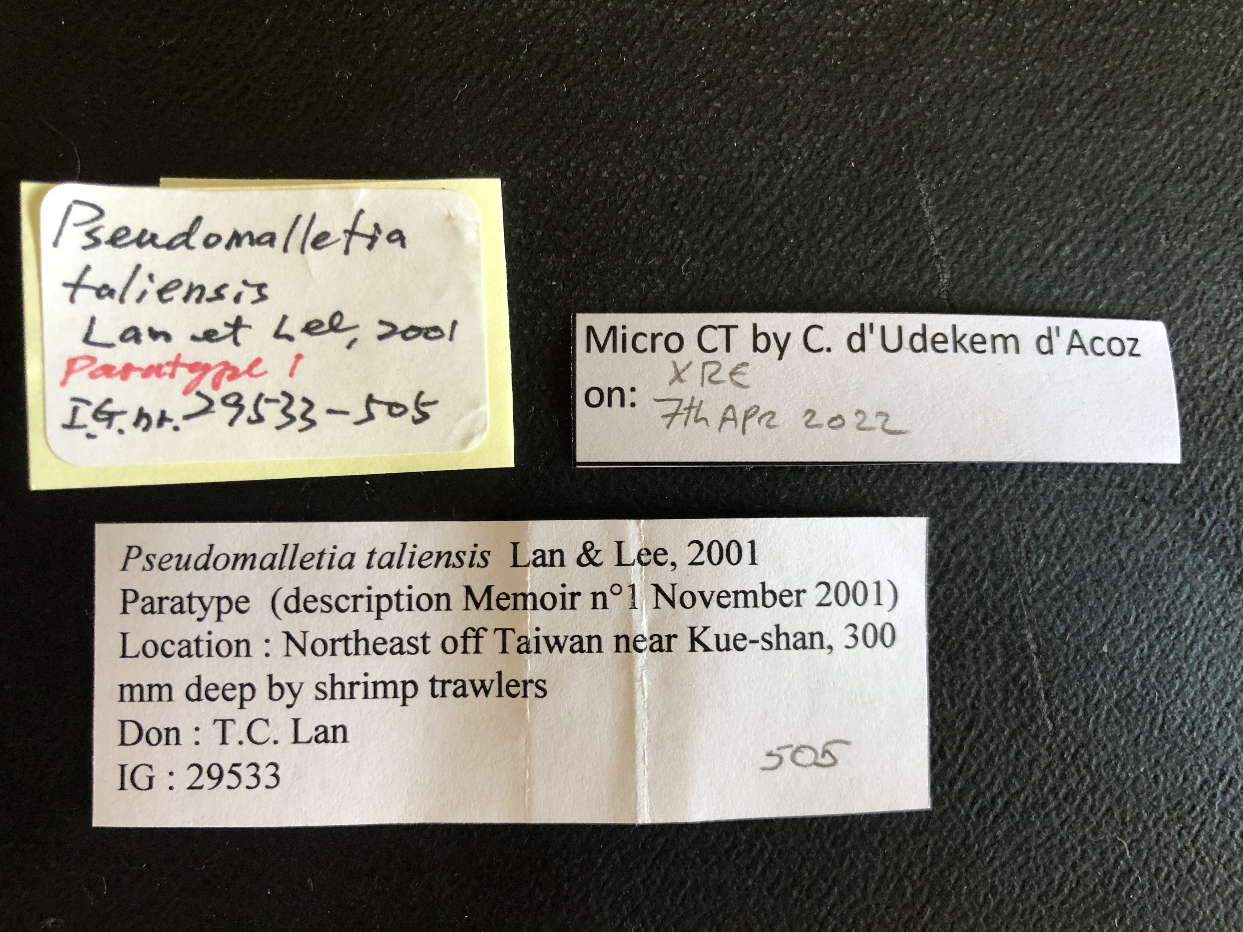 MT 505 Pseudomalletia taliensis Labels