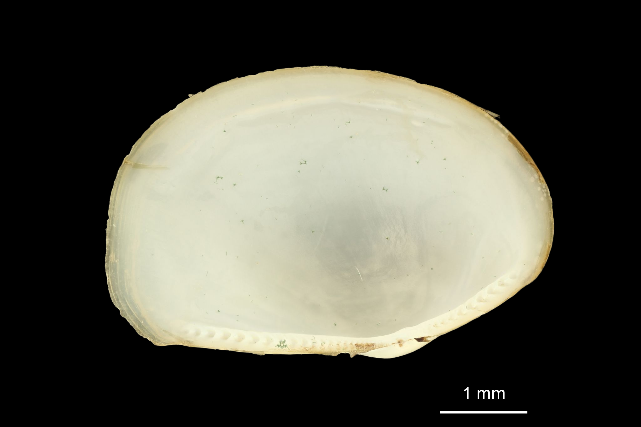 MT 505 Pseudomalletia taliensis V