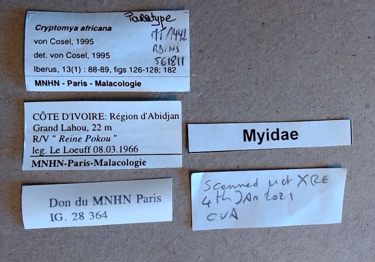MT 1442 Cryptomya africana Labels