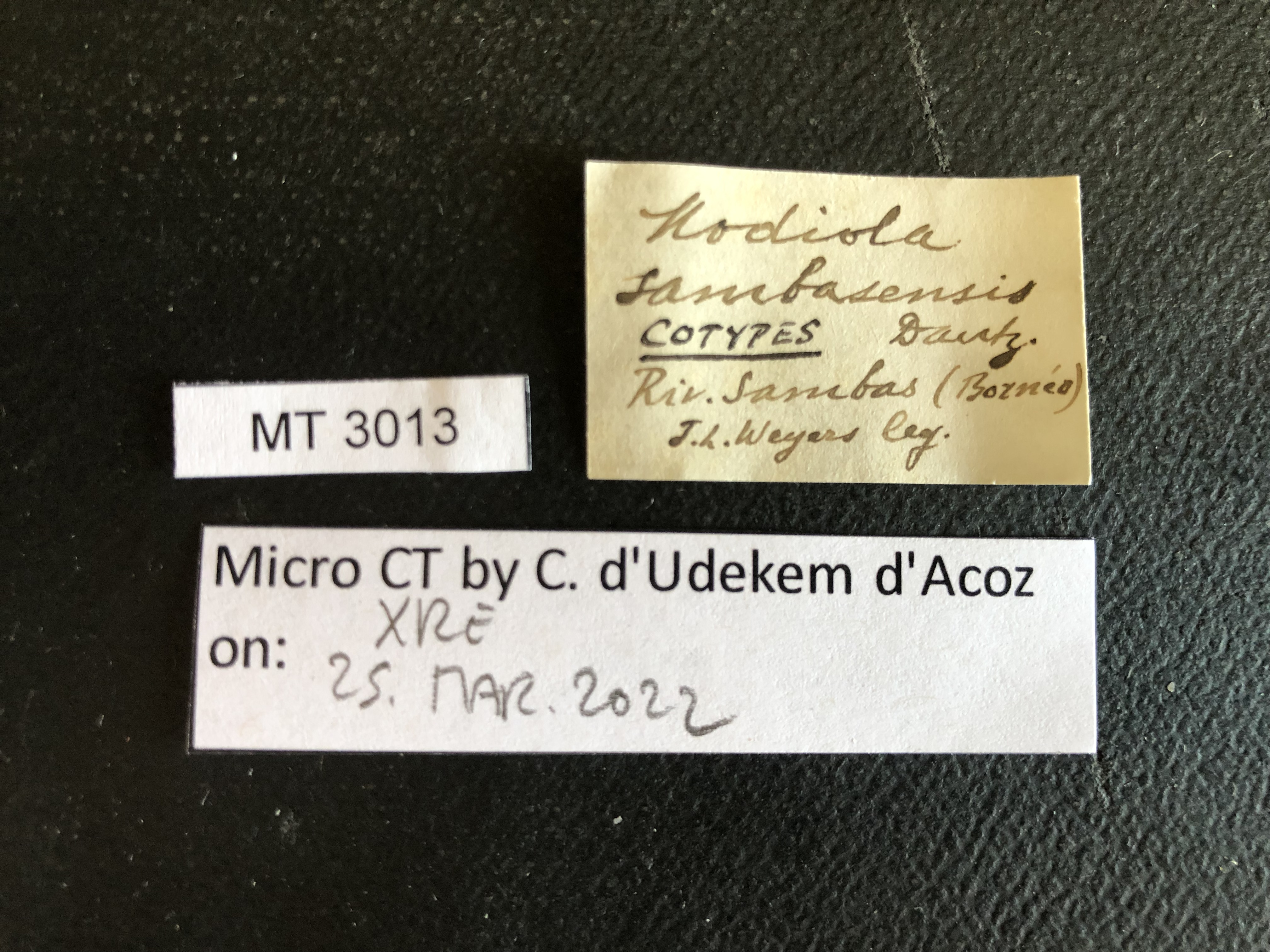 MT 3013 Modiola sambasensis Labels
