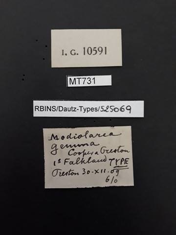 BE-RBINS-INV TYPE MT 731 Modiolarca gemma LABELS.jpg